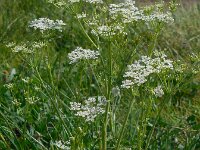 Carum carvi 4, Karwij, Saxifraga-Ed Stikvoort
