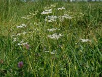 Carum carvi 6, Karwij, Saxifraga-Ed Stikvoort