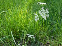 Carum carvi 7, Karwij, Saxifraga-Ed Stikvoort