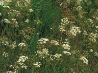 Carum verticillatum, Whorled Caraway