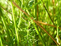 Carum verticillatum 2, Kranskarwij, Saxifraga-Rutger Barendse