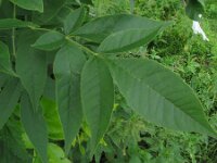 Carya tomentosa