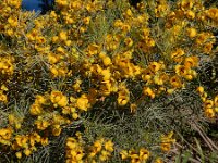 Cassia artemisioides 3, Saxifraga-Ed Stikvoort