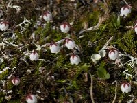 Cassiope hypnoides