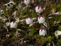 Cassiope hypnoides 2, Saxifraga-Willem van Kruijsbergen