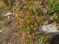 Cassiope hypnoides 5, Saxifraga-Hans Grotenhuis