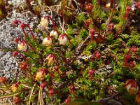 Cassiope hypnoides 6, Saxifraga-Hans Grotenhuis