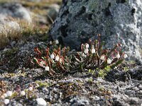 Cassiope tetragona