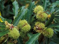 Castanea sativa 11, Tamme kastanje, Saxifraga-Piet Zomerdijk