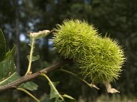 Castanea sativa 16, Tamme kastanje, Saxifraga-Jan van der Straaten