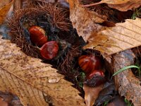 Castanea sativa 17, Tamme kastanje, Saxifraga-Hans Dekker