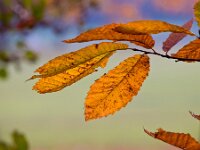 Chestnut leafs during autumn  Chestnut leafs during autumn : Castanea, art, atmosphere, autumn, autumnal, background, beautiful, blue, branch, bright, bush, change, chestnut, close, closeup, color, colorful, concept, copy space, design, element, environment, fall, foliage, forest, green, landscape, leaf, leaves, light, lush, mood, natural, nature, orange, outdoor, park, pattern, plant, red, sativa, scene, season, seasonal, shallow, tree, up, vibrant, woods, yellow