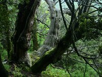 Castanea sativa 2, Tamme kastanje, Saxifraga-Dirk Hilbers