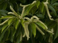 Castanea sativa 22, Tamme kastanje, Saxifraga-Jan van der Straaten