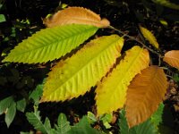 Castanea sativa 27, Tamme kastanje, Saxifraga-Harry van Oosterhout