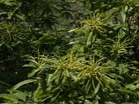 Castanea sativa 30, Tamme kastanje, Saxifraga-Jan van der Straaten
