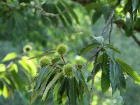 Castanea sativa 32, Tamme kastanje, Saxifraga-Dirk Hilbers