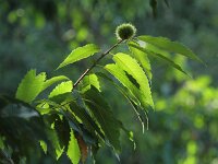 Castanea sativa 33, Tamme kastanje, Saxifraga-Dirk Hilbers
