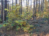 Castanea sativa 34, Tamme kastanje, Saxifraga-Rutger Barendse