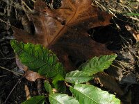 Castanea sativa 38, Tamme kastanje, Saxifraga-Rutger Barendse