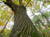 Castanea sativa 39, Tamme kastanje, Saxifraga-Rutger Barendse