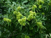 Castanea sativa 43, Tamme kastanje, Saxifraga-Dirk Hilbers