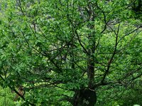 Castanea sativa 44, Tamme kastanje, Saxifraga-Dirk Hilbers