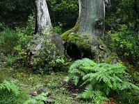 Castanea sativa 47, Tamme kastanje, Saxifraga-Dirk Hilbers