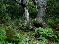 Castanea sativa 48, Tamme kastanje, Saxifraga-Dirk Hilbers