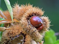 Castanea sativa 66, Tamme kastanje, Saxifraga-Tom Heijnen