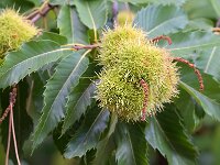 Castanea sativa 68, Tamme kastanje, Saxifraga-Tom Heijnen