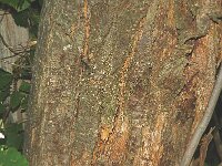 Castanea sativa 7, Tamme kastanje, Saxifraga-Jan van der Straaten