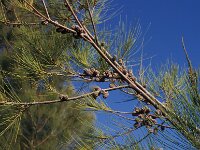 Casuarina cuninghamiana