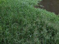 Catabrosa aquatica, Water Whorl-grass