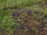 Catabrosa aquatica 5, Watergras, Saxifraga-Hans Boll