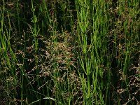 Catabrosa aquatica 7, Watergras, Saxifraga-Hans Boll