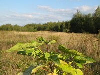 Catalpa bignonioides