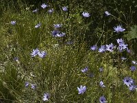 Catananche caerulea, Cupids Dart