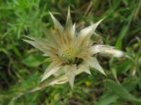 Catananche lutea