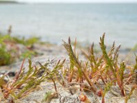 Catapodium marinum 10, Laksteeltje, Saxifraga-Ed Stikvoort