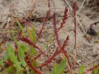 Catapodium marinum 11, Laksteeltje, Saxifraga-Peter Meininger