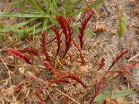 Catapodium marinum 12, Laksteeltje, Saxifraga-Peter Meininger