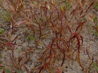 Catapodium marinum 13, Laksteeltje, Saxifraga-Peter Meininger