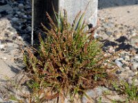 Catapodium marinum 14, Laksteeltje, Saxifraga-Peter Meininger