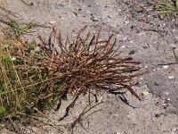 Catapodium marinum 15, Laksteeltje, Saxifraga-Peter Meininger