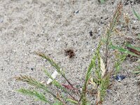 Catapodium marinum 16, Laksteeltje, Saxifraga-Peter Meininger