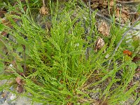 Catapodium marinum 17, Laksteeltje, Saxifraga-Rutger Barendse