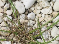 Catapodium marinum 2, Laksteeltje, Saxifraga-Jasenka Topic