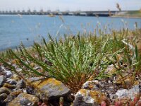 Catapodium marinum 20, Laksteeltje, Saxifraga-Ed Stikvoort