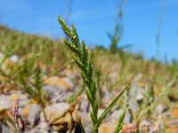 Catapodium marinum 21, Laksteeltje, Saxifraga-Ed Stikvoort